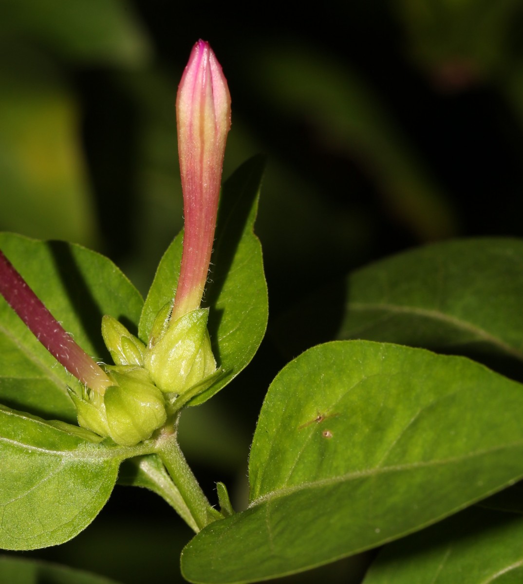 Mirabilis jalapa L.